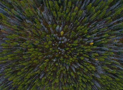 silverthorne aerial view photography of forest trees during daytime trees